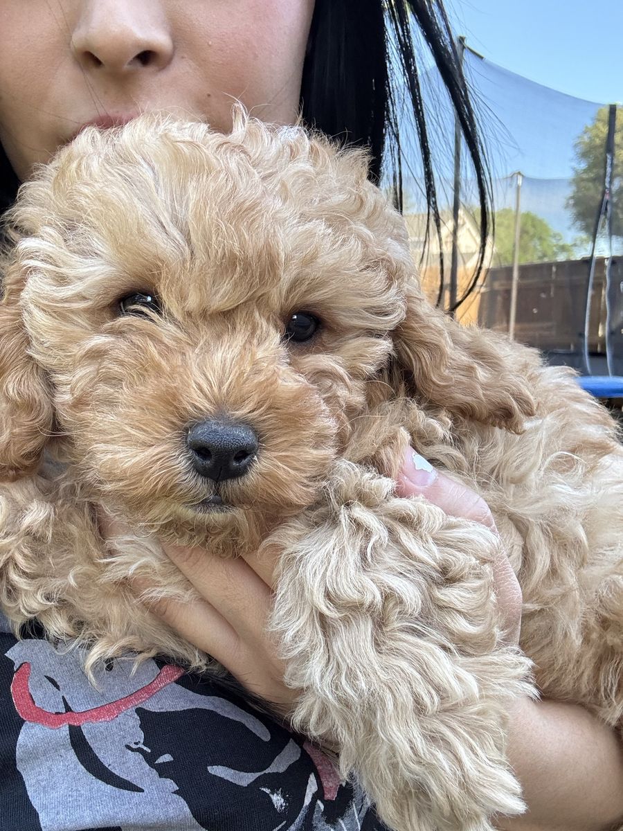 Toy Goldendoodle Puppies! 1 Girl left!
