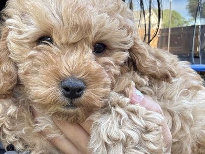 Toy Goldendoodle Puppies! 1 Girl left!
