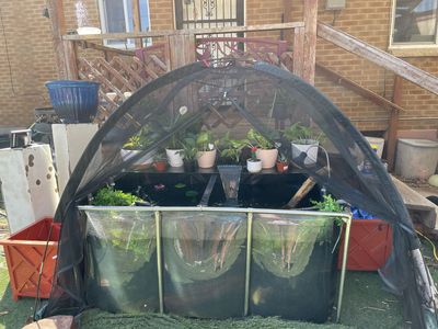 125 gallon pond