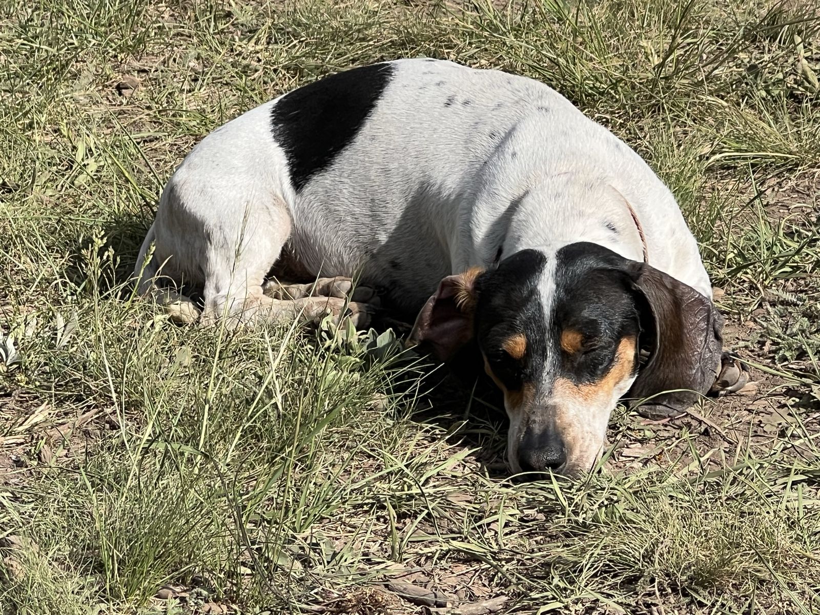 Dachshund Female