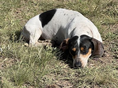Dachshund Female
