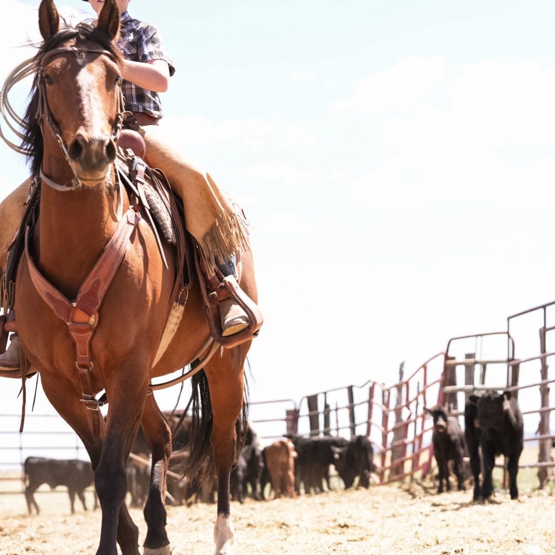 7 Year Old Granddaughter to TR Dual Rey