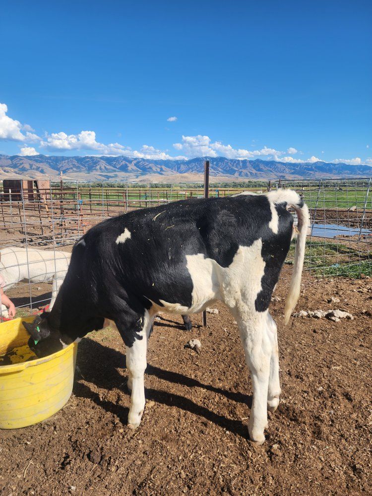 polled holstein heifer 