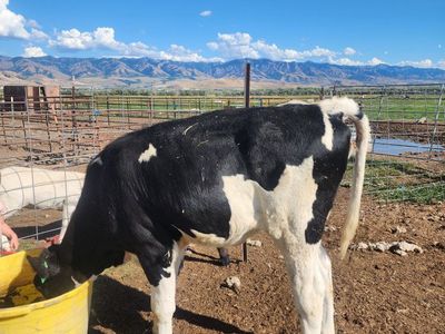 polled holstein heifer