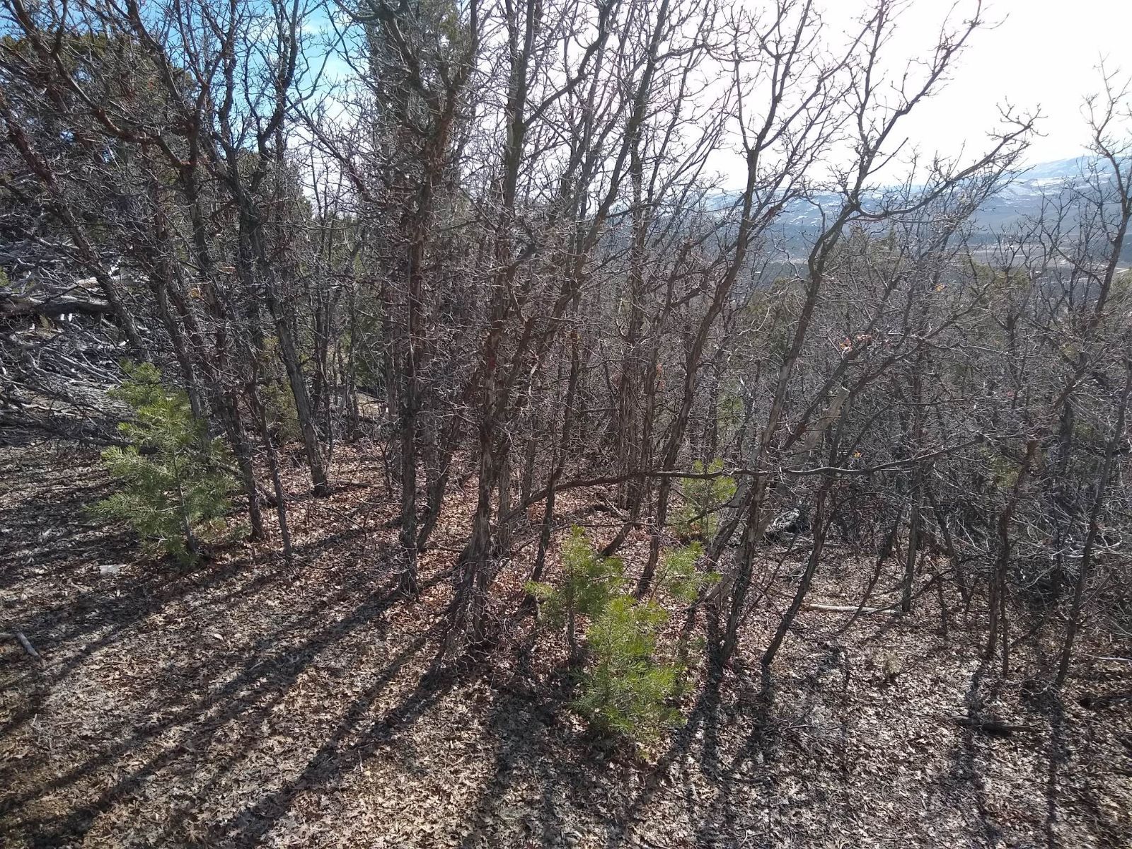 10 acre Heavily Treed Buildable Lot *Seller Financing Available