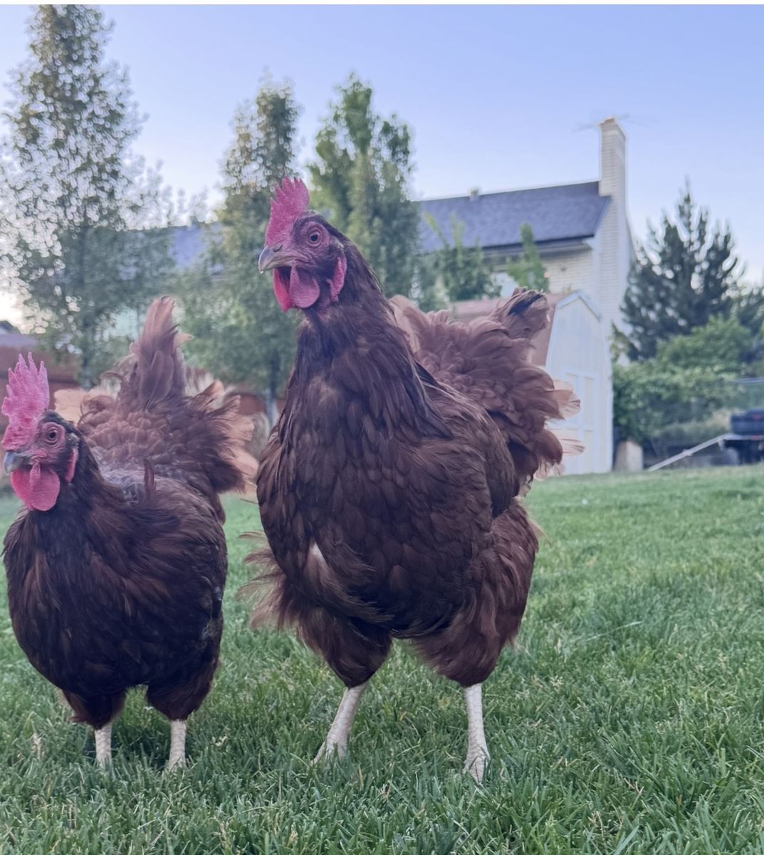 Hens