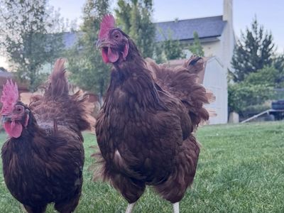 Hens