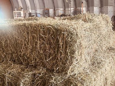 small bales of alfalfa hay 2nd crop cut in early august of 2026 49 bales left in Draper