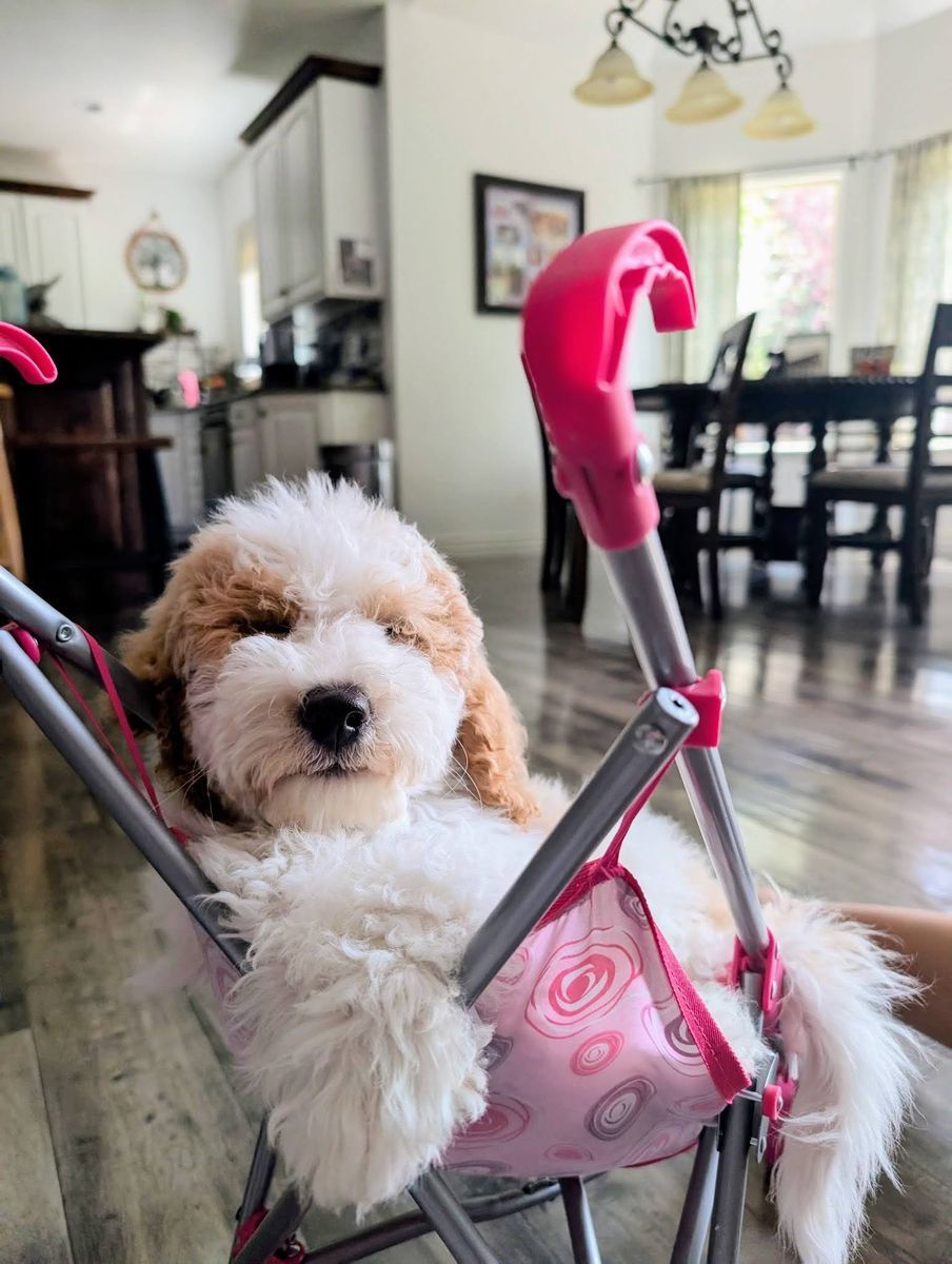 Mini Goldendoodle Puppy - expected 16-20lbs- Potty Trained, Crate Trained, Microchipped and Ready Today