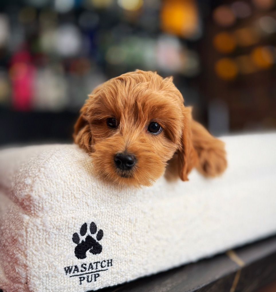 Stunning Kennel Trained Mini Golde Doodle Puppies