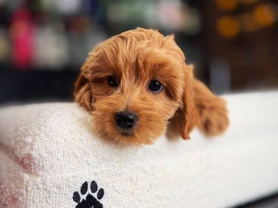 Stunning Kennel Trained Mini Golde Doodle Puppies