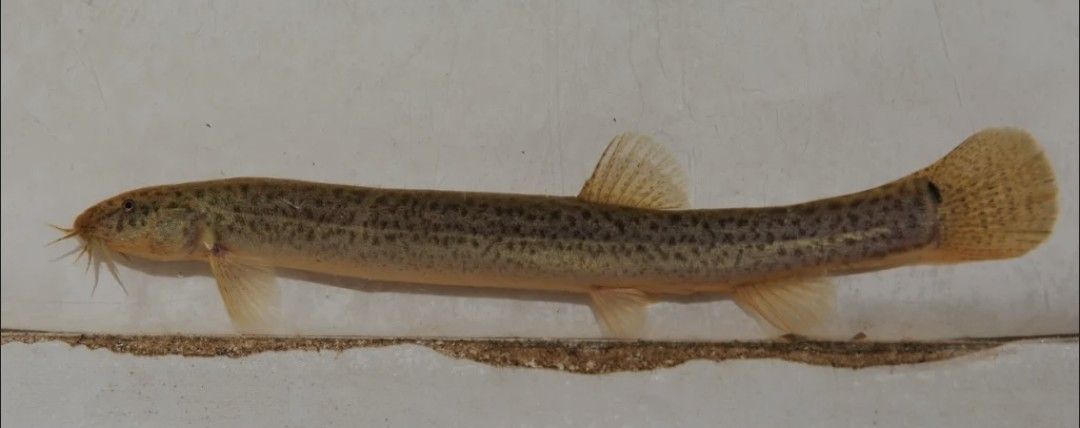 Dojo/weather loaches