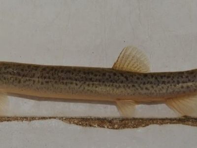 Dojo/weather loaches