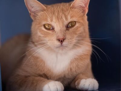 Hello my name is Maybelline