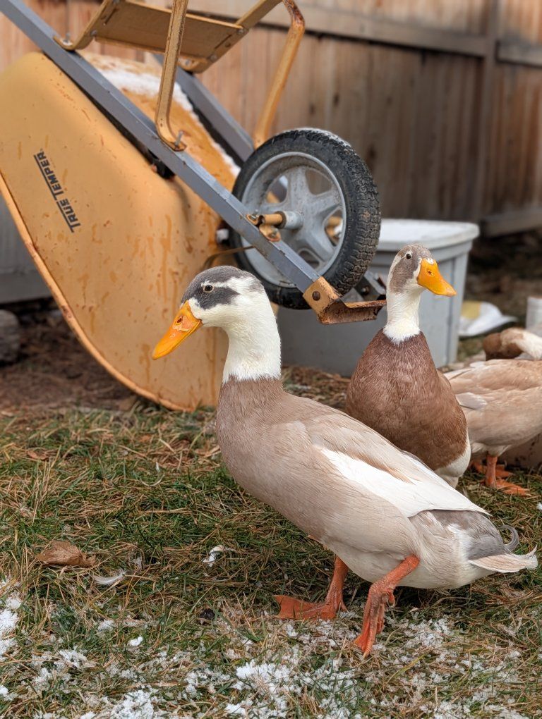 2 male Runner Ducks