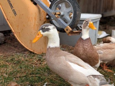 2 male Runner Ducks