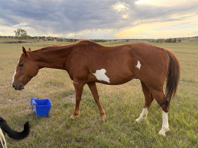 Paint Gelding