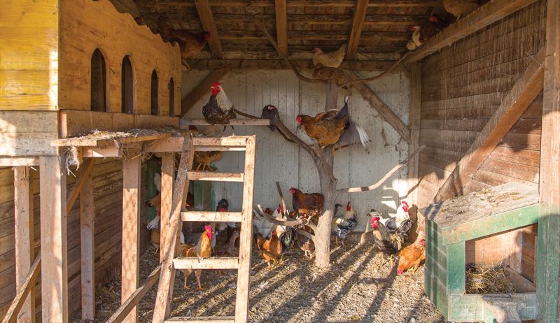 FREE Chickens, Goats, and Hay - Livestock for pickup