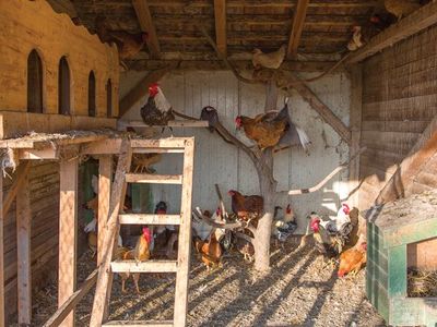 FREE Chickens, Goats, and Hay - Livestock for pickup