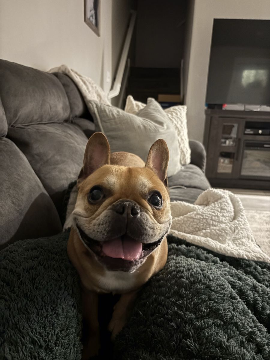 5-Year-Old Male French Bulldog (Zane) - Vaccinated & House-Trained