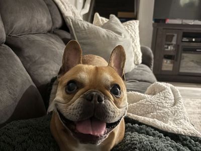 5-Year-Old Male French Bulldog (Zane) - Vaccinated & House-Trained