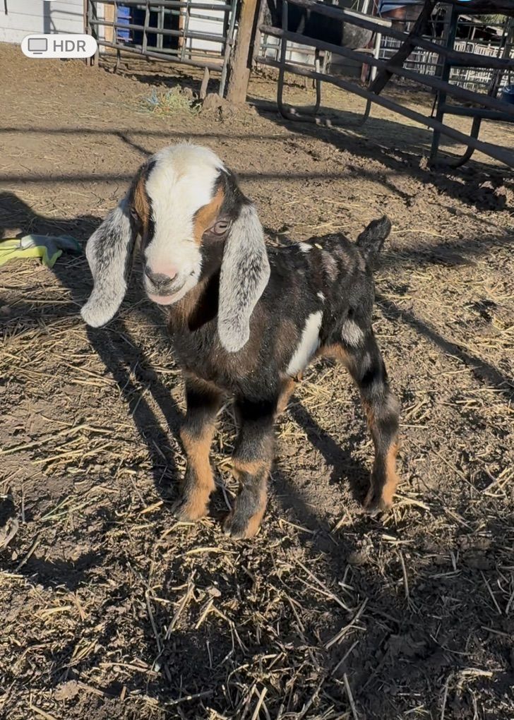 Nubian Bottle Babies