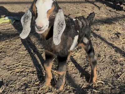 Nubian Bottle Babies