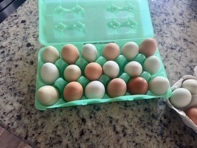 Fresh eggs from hens
