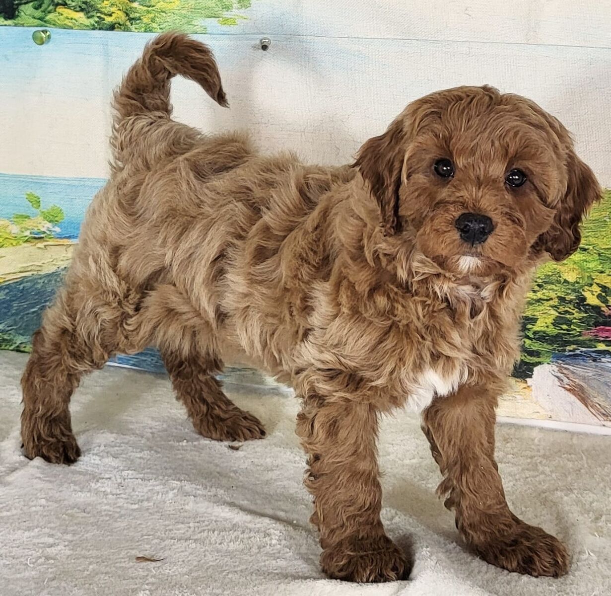 Micro Goldendoodle - Girl Liza $1800