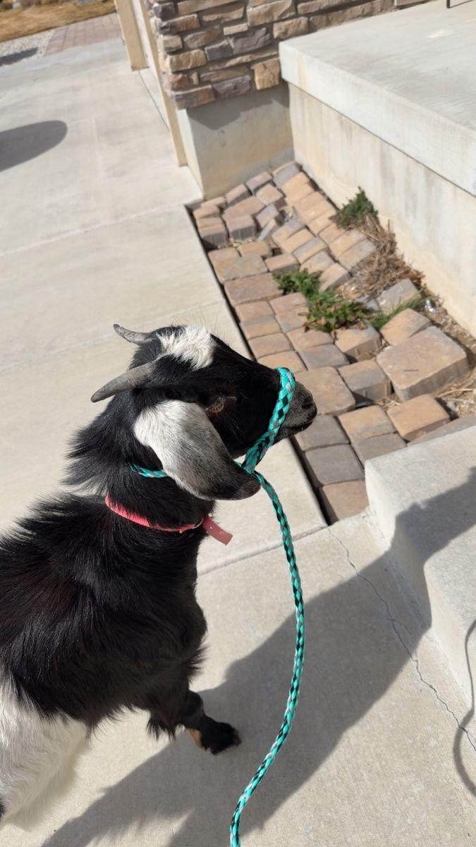 Beautiful 100% Purebred Nubian Doe-Ready To Breed