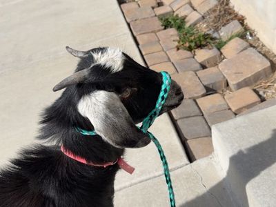 Beautiful 100% Purebred Nubian Doe-Ready To Breed