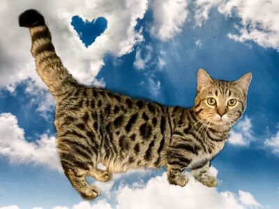 Standard (Dwarf) English Muffin ( Bengal x British Shorthair x Munchkin )