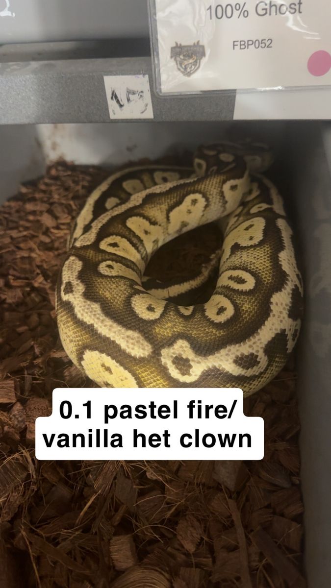 Female ball pythons
