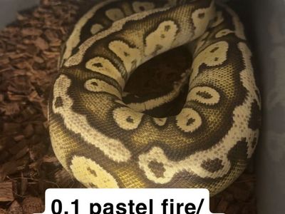 Female ball pythons