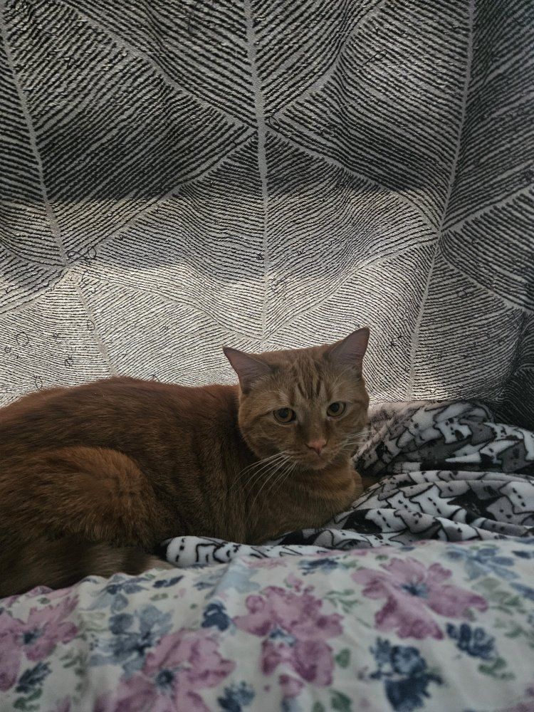 Orange tabby/Persian mix