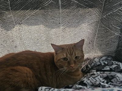 Orange tabby/Persian mix