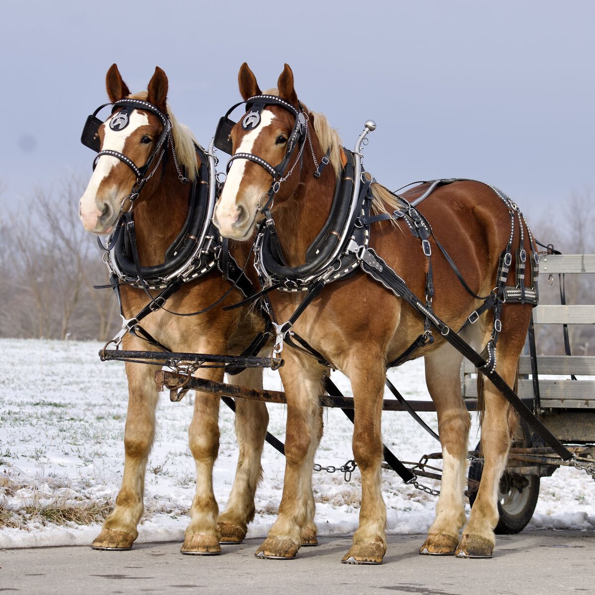 Belgian Draft Horse Gelding Team - Excellent Young Team Ready for YOU !