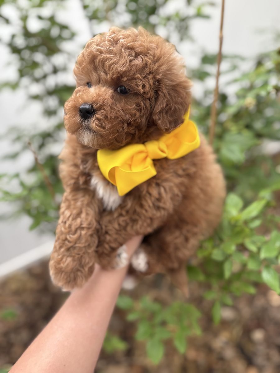 Micro Mini Goldendoodle - Ready for homes.