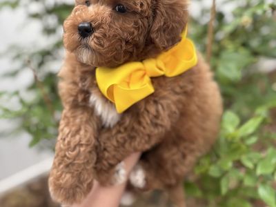 Micro Mini Goldendoodle - Ready for homes.