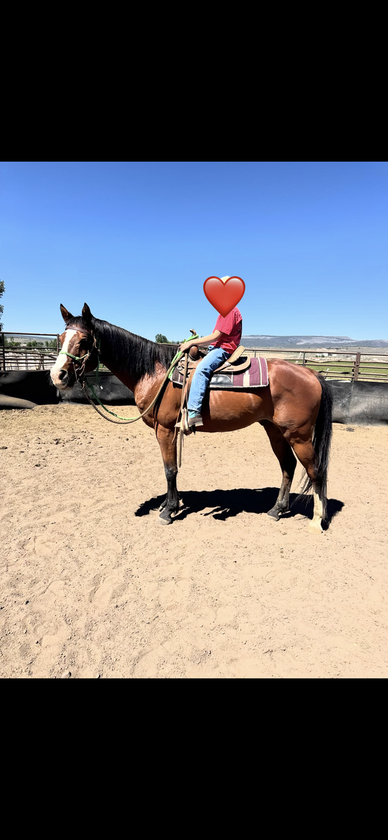 7 YR OLD GELDING GREAT FOR KIDS AND BEGINNERS SUPER CALM AND GENTLE, DELIVERY POSSIBLE FOR A FEE