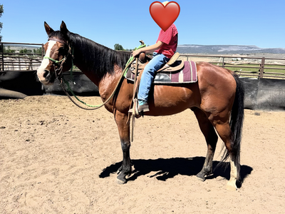 7 YR OLD GELDING GREAT FOR KIDS AND BEGINNERS SUPER CALM AND GENTLE, DELIVERY POSSIBLE FOR A FEE