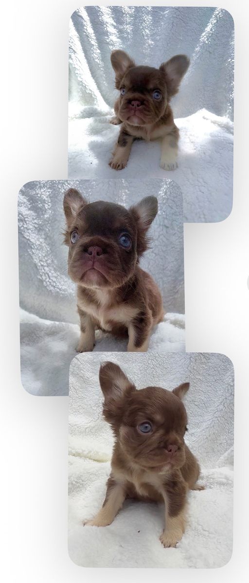 Isabella Fluffy French Bulldog Puppy - Pink & Non-Shedding