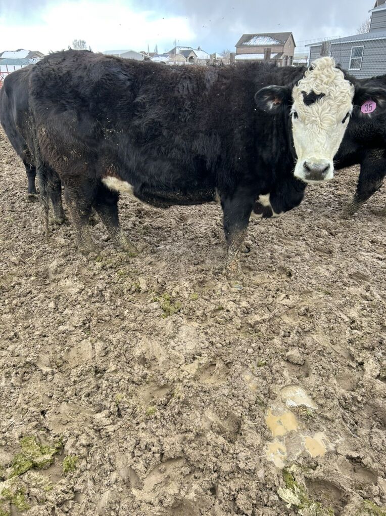 Nice Fat Heifer