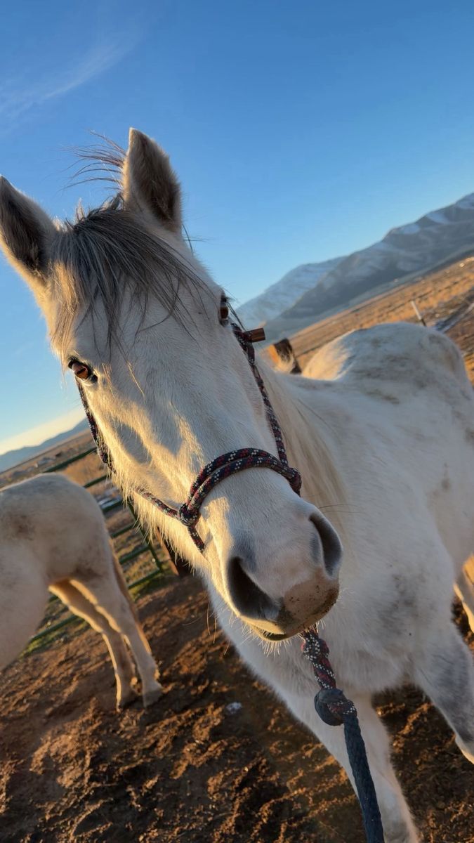 8 year old mare