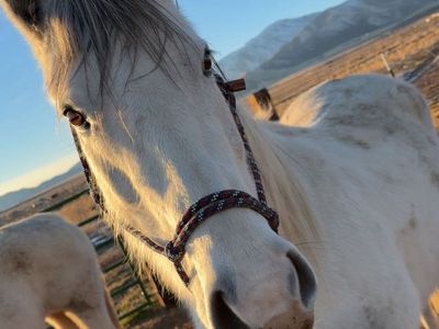8 year old mare