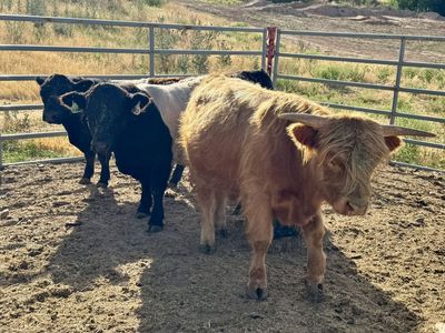 Scottish Highlander - Cream Mid Scottish Highlander bull - UT