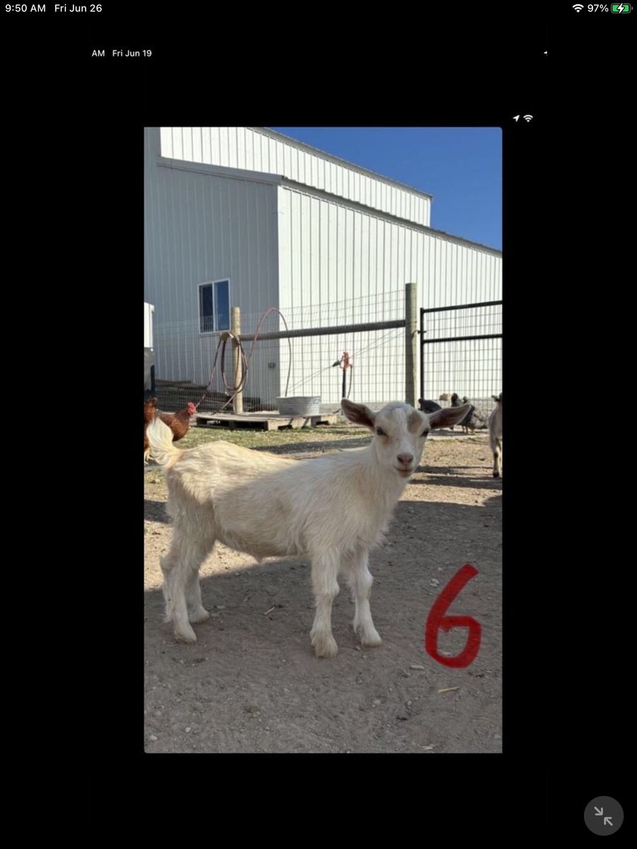 Nigerian Dwarf Goats