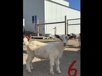 Nigerian Dwarf Goats