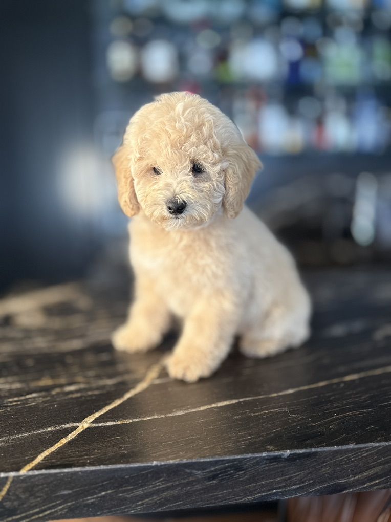Akc Toy Poodle Boy Includes Everything You Need