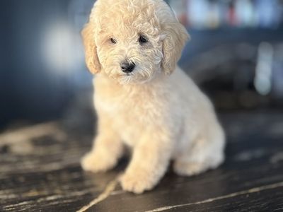Akc Toy Poodle Boy Includes Everything You Need